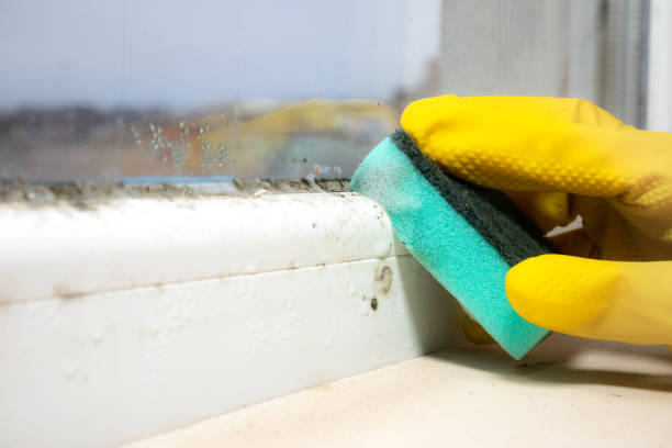 Best Mold Remediation for Specific Building Types in Brunswick, MD